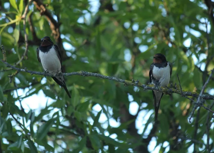 Casa Mirlo Semesterbostad